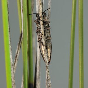 Euryspilus australis, PL5641, male, SE, 8.7 × 2.2 mm